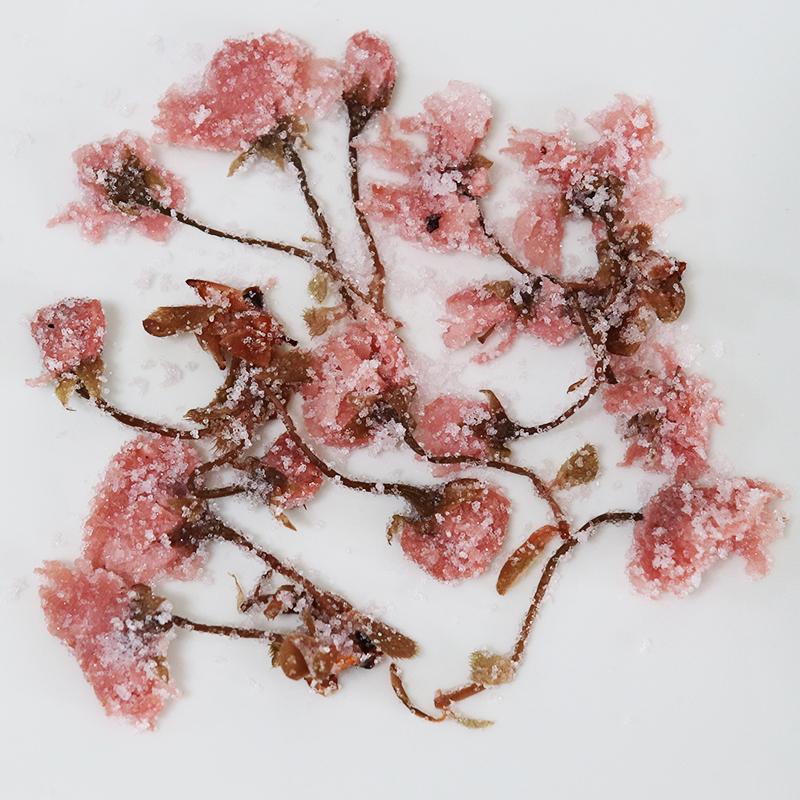 さくらの花（塩漬け)（10kg） 桜花 塩漬 10Kg (1kg×10） ピンク 桜