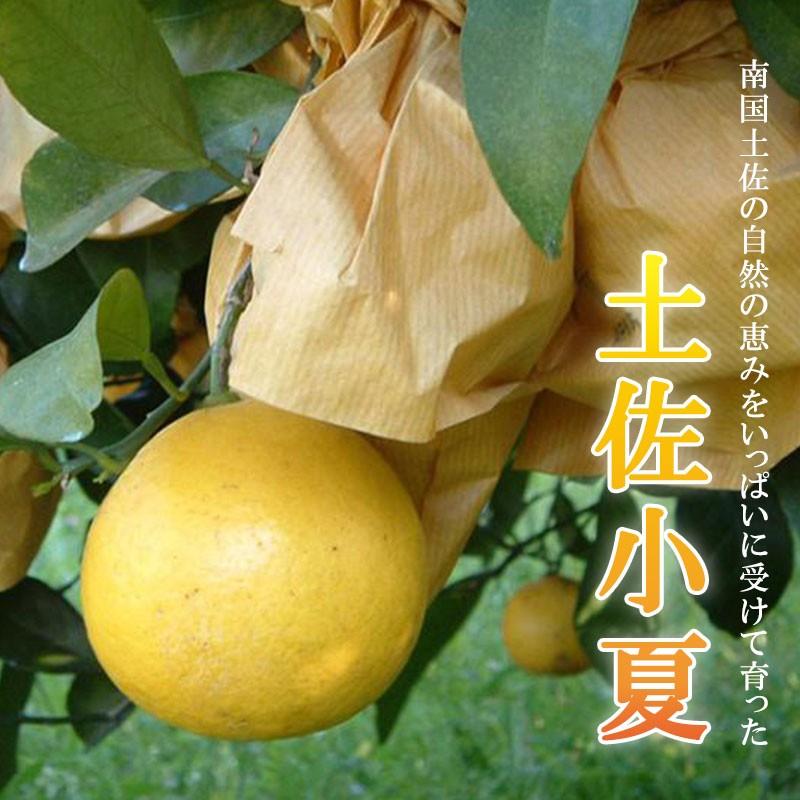 有機肥料で育てた 土佐の小夏 3kg×2箱 家庭用 青山農園 日向夏_1
