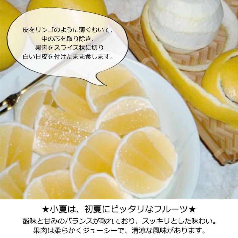 有機肥料で育てた 土佐の小夏 3kg×2箱 家庭用 青山農園 日向夏_2