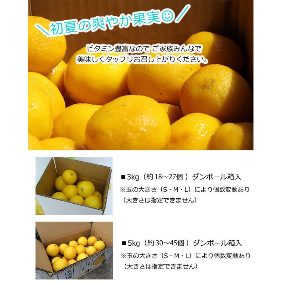 有機肥料で育てた 土佐の小夏 3kg×2箱 家庭用 青山農園 日向夏_4
