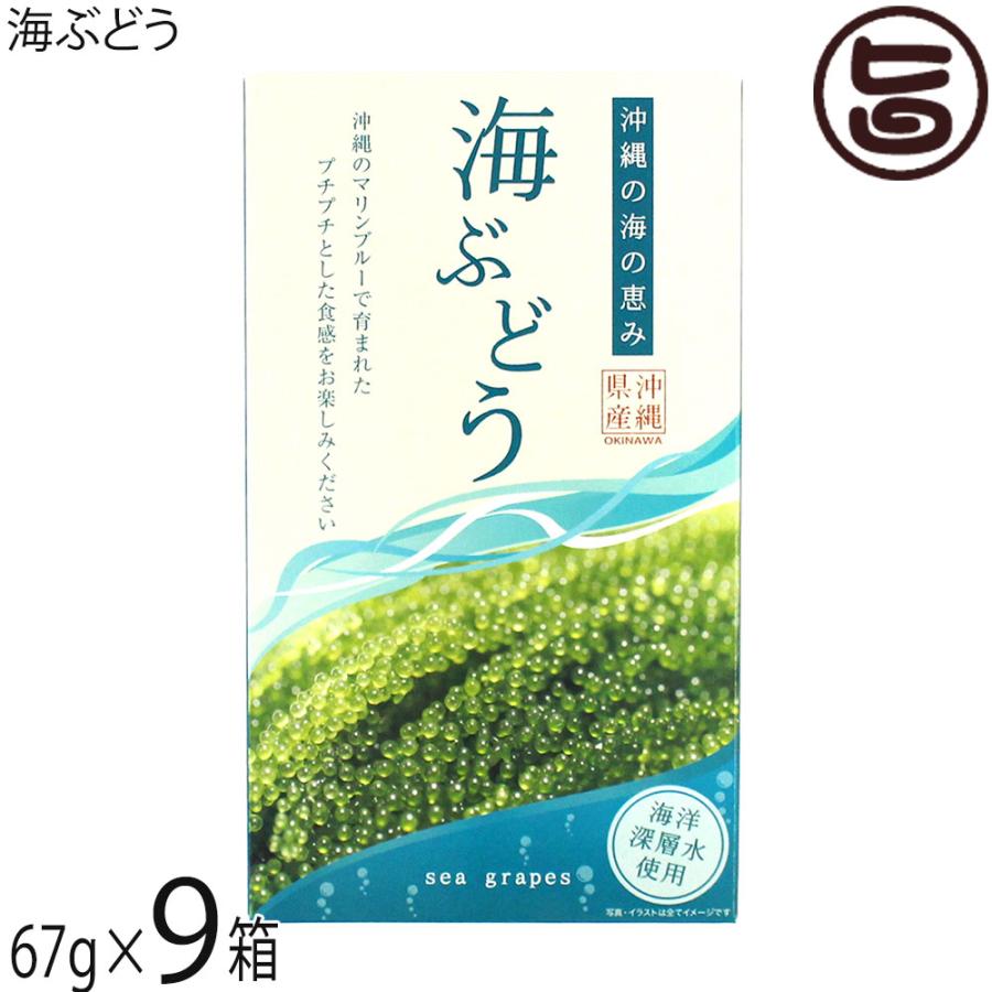 海ぶどう 100g×9箱 グローアップコーポレーション 海洋深層水使用