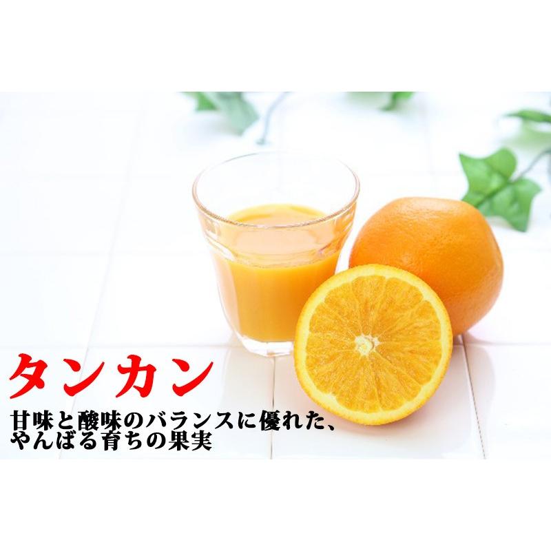 【新版】 南島果汁 タンカン 2L(5倍濃縮)×30本 北琉興産 沖縄 土産 南国フルーツ 柑橘系 ドリンク ヘスペリジン(ビタミンP) 【6466273424】(23515円)