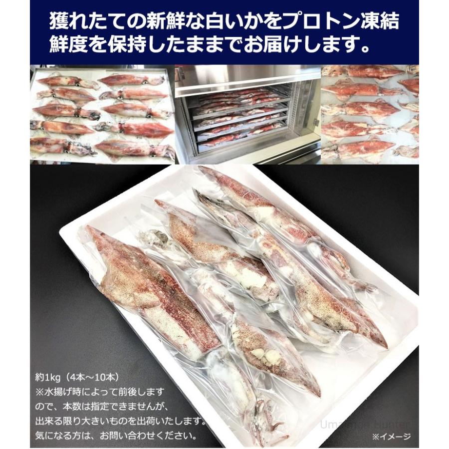 お中元 浜田港 ケンサキイカ 丸 約3kg プロトン凍結 シーライフ 山陰沖 白いか 身が柔らかく 甘みが強い 刺身にぴったり 条件付き送料無料 Shlf Keikp 1000 Nm 003 旨いもんハンター 通販 Yahoo ショッピング