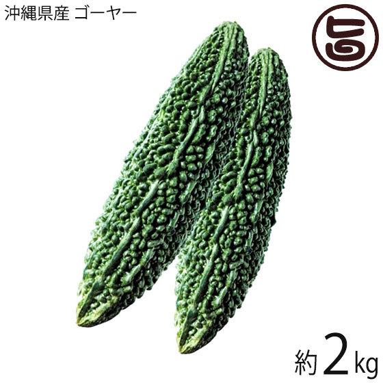 沖縄産 ゴーヤー 約２kg 沖縄を代表する健康食材の王様 苦瓜 にがうり 沖縄 土産 沖縄土産 夏野菜 送料無料 期間限定 最安値挑戦