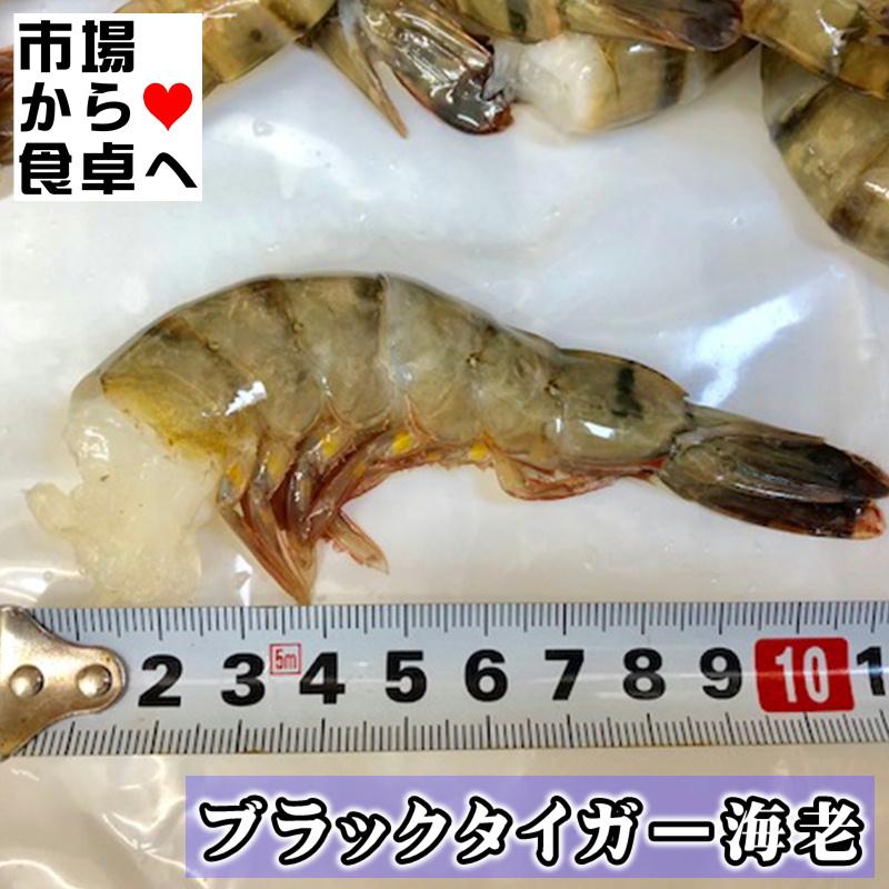 海老・ブラックタイガー海老 16/20サイズ 1枚(1.8kg)【鮮度維持