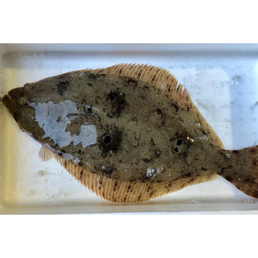 活締め 天然平目 約1kg 前後0g うまいもの市場 活締めシリーズ 刺身用 朝どれ品 即配送 冷蔵便 xfhklidvnm うまいもの市場yahoo 店 通販 Yahoo ショッピング