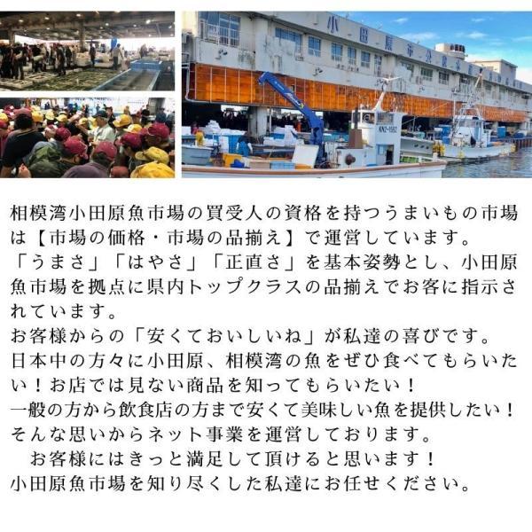 いか 一夜干し  2枚入り 【肉厚・美味しい】おつまみ・炒め物・バター焼きなどでお召し上がりください【冷凍便】いか イカ おつまみ BBQ  通販｜umaimono18｜21