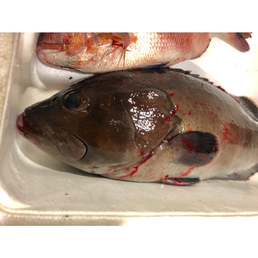 はた 活じめ 養殖 約1kg 1 5kg前後 刺身用 高級魚 うまいもの市場活じめシリーズ 冷蔵便 1819jfkkke1h1keh うまいもの市場yahoo 店 通販 Yahoo ショッピング