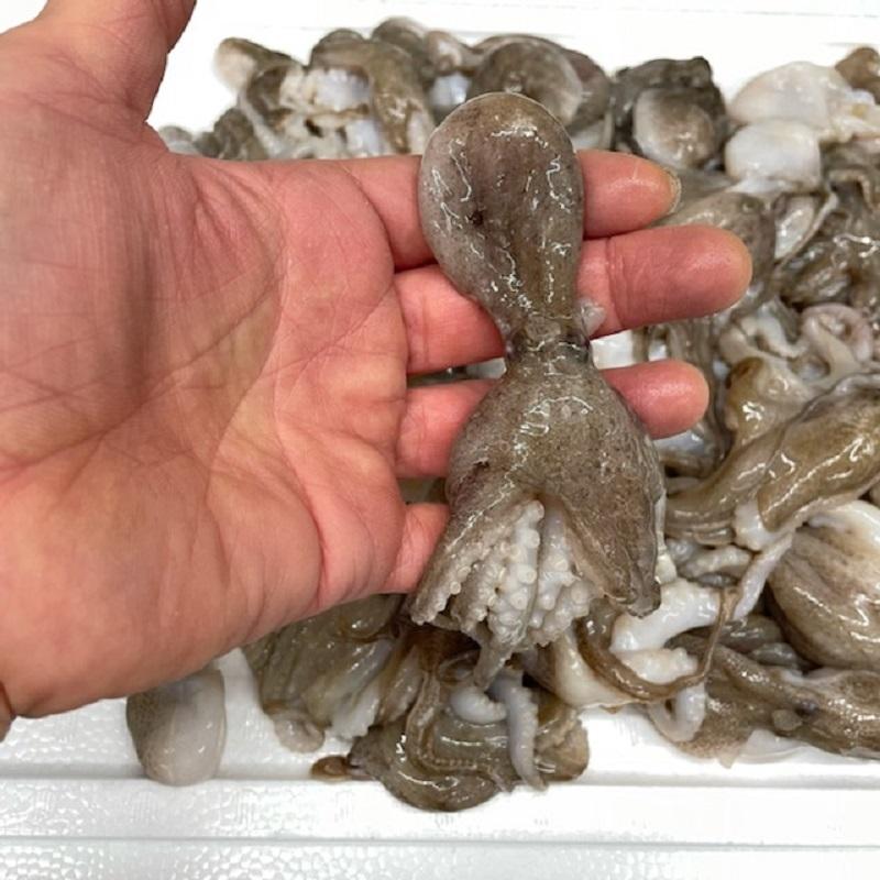 加熱用 いいだこ 飯蛸 冷凍 業務用 kg26-40個入 イイダコ 1kg 加熱用 いいだこ 飯蛸 冷凍 業務用 kg26-40個入 イイダコ 1kg