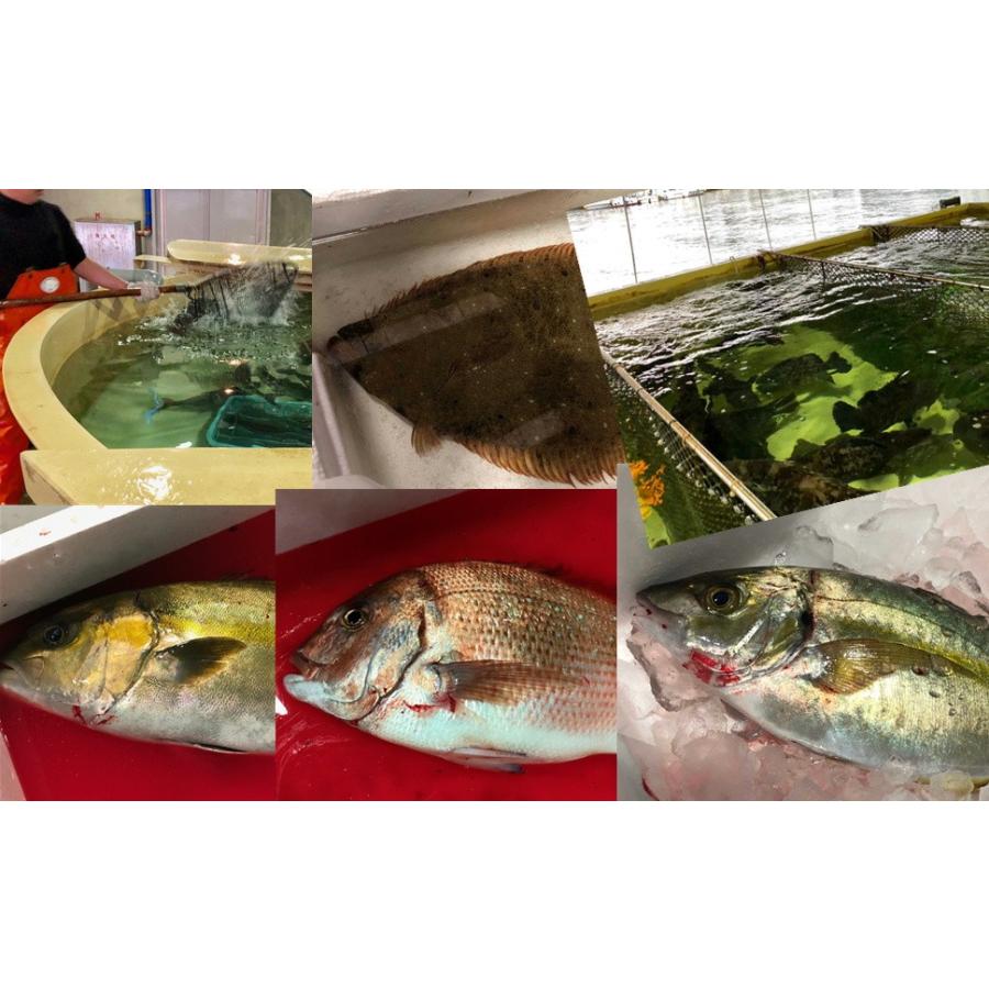 平目 活き締め 約1 2kg 刺身用 生食用 小田原港より即日発送 うまいもの市場 活〆シリーズ 鮮度重視 旨味が違います 1819odikhr1p12kod うまいもの市場yahoo 店 通販 Yahoo ショッピング