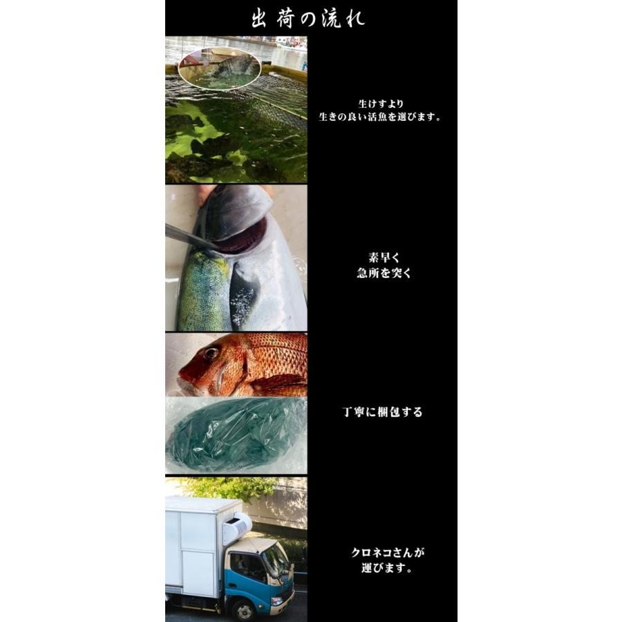 真鯛 活き締め 約1 5ｋｇ 刺身用 生食用 小田原港 より 即日発送 うまいもの市場 活〆シリーズ 鮮度重視 旨味が違います 冷蔵便 1819odikmd1p15kod うまいもの市場yahoo 店 通販 Yahoo ショッピング