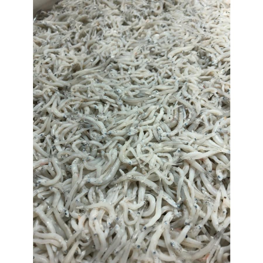 大きな取引 しらす 干し 甘塩 1ｋｇ 入り 新物 業務用 小魚を毎日食べよう 冷凍便 Wantannas Go Id