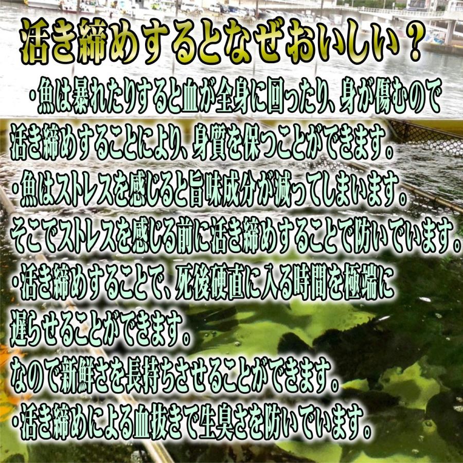 クエ 【 たまくえ 】 (活じめ・養殖）約3kg前後　刺身用 【 高級魚・うまいもの市場 活じめ シリーズ 】 【冷蔵便】 たまくえ 活じめ 養殖 クエ 約3kg前後　刺身用 高級魚