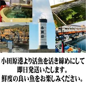 クエ 【 たまくえ 】 (活じめ・養殖）約3kg前後　刺身用 【 高級魚・うまいもの市場 活じめ シリーズ 】 【冷蔵便】 たまくえ 活じめ 養殖 クエ 約3kg前後　刺身用 高級魚