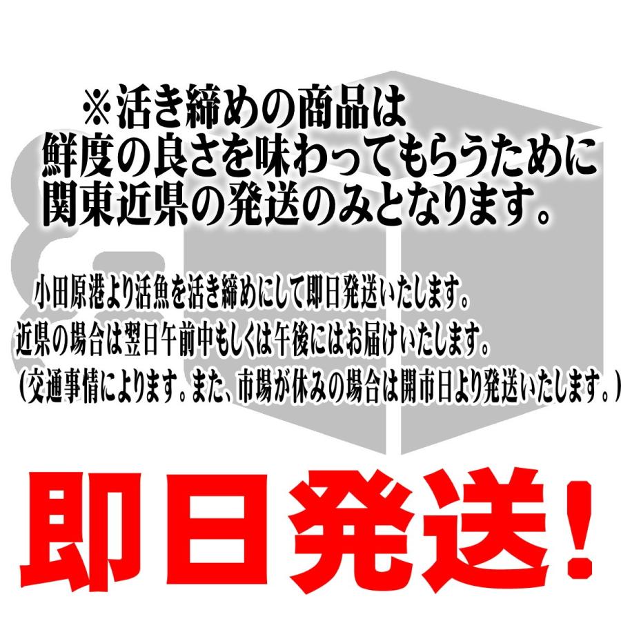 クエ 【 たまくえ 】 (活じめ・養殖）約3kg前後　刺身用 【 高級魚・うまいもの市場 活じめ シリーズ 】 【冷蔵便】 たまくえ 活じめ 養殖 クエ 約3kg前後　刺身用 高級魚