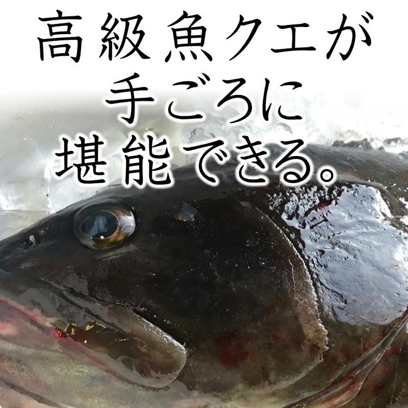 クエ 本 くえ 活じめ 養殖 約2kg前後 刺身用 高級魚 産地直送 高級料理店 こだわりの店などでお使いいただいております 冷蔵便 1002kjffkb うまいもの市場yahoo 店 通販 Yahoo ショッピング