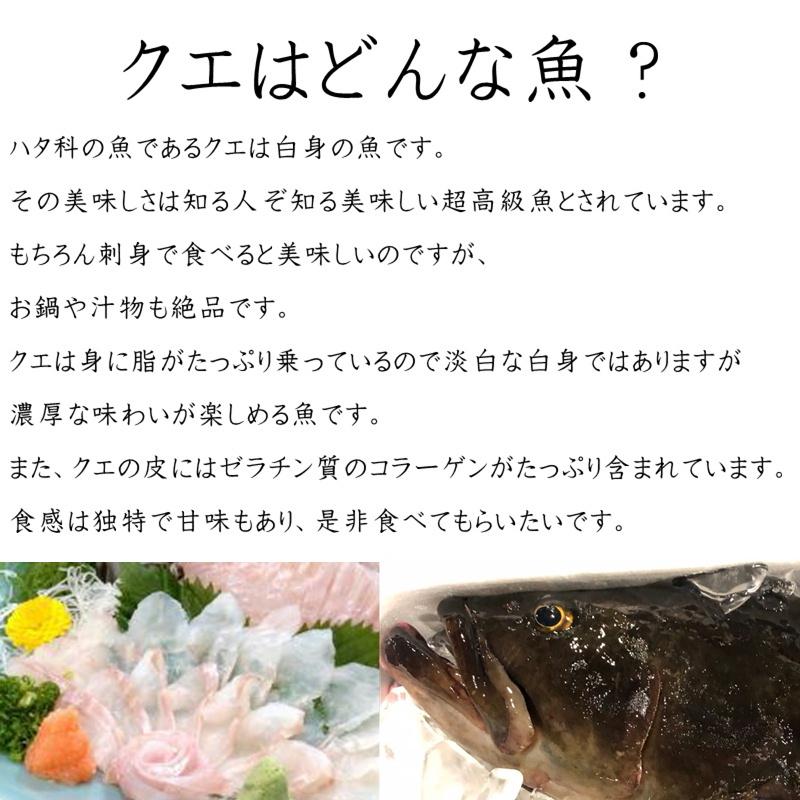 クエ 本 くえ 活じめ 養殖 約2kg前後 刺身用 高級魚 産地直送 高級料理店 こだわりの店などでお使いいただいております 冷蔵便 1002kjffkb うまいもの市場yahoo 店 通販 Yahoo ショッピング