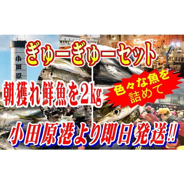 鮮魚セット 小田原 朝獲れ ぎゅうぎゅうセット 2kg その日に水揚げされた鮮魚の詰合せ 早朝 競り落とした魚を詰め込んで即日配送いたします 冷蔵便 1003qrte うまいもの市場yahoo 店 通販 Yahoo ショッピング