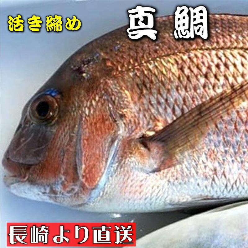 真鯛 活き締め 約3 5kg 養殖 刺身用 長崎養殖場より直送いたします 真鯛大型サイズ 高級鮮魚 冷蔵便 1101rdfhg うまいもの市場yahoo 店 通販 Yahoo ショッピング