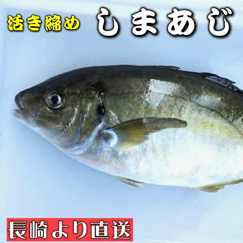 1974円 ついに入荷 しまあじ 活き締め 約1kg 養殖 刺身用 長崎養殖場より直送いたします シマアジ 高級料理店などでお使いいただいております 冷蔵便