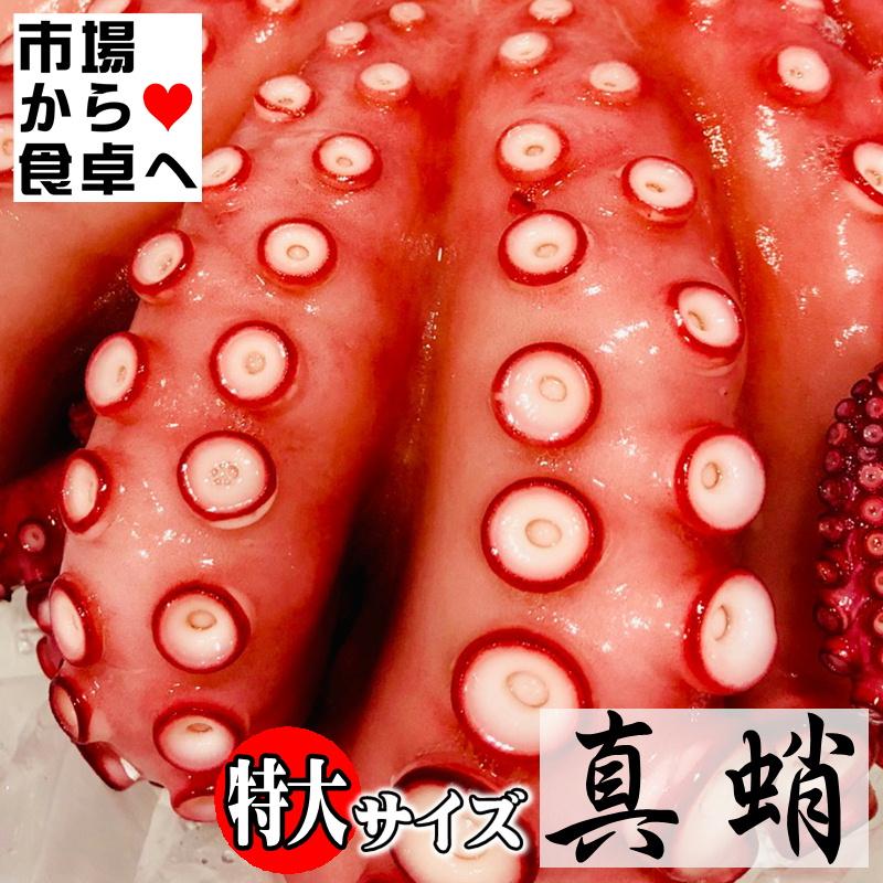 豪奢な 真蛸 たこ チルドでお届け ボイル済み 1杯 約1 2kg 特大サイズ 生食用 カルパッチョ サラダ おでん 色々な料理にお使いいただけます 冷蔵便 Originaljustturkey Com