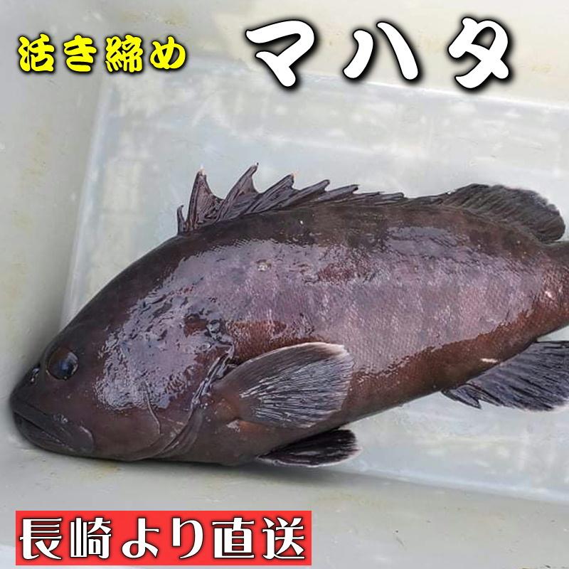 マハタ 活じめ 養殖 約4kg前後 刺身用 高級魚 産地直送 高級料理店 高級居酒屋 こだわりの店などでお使いいただいております 冷蔵便 12glnf うまいもの市場yahoo 店 通販 Yahoo ショッピング
