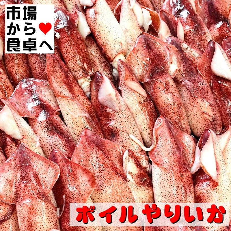 お気に入り ボイルやりいか 3kg入り チルド業務用 おつまみ サラダ 煮物 焼き物に 冷蔵便 Wantannas Go Id