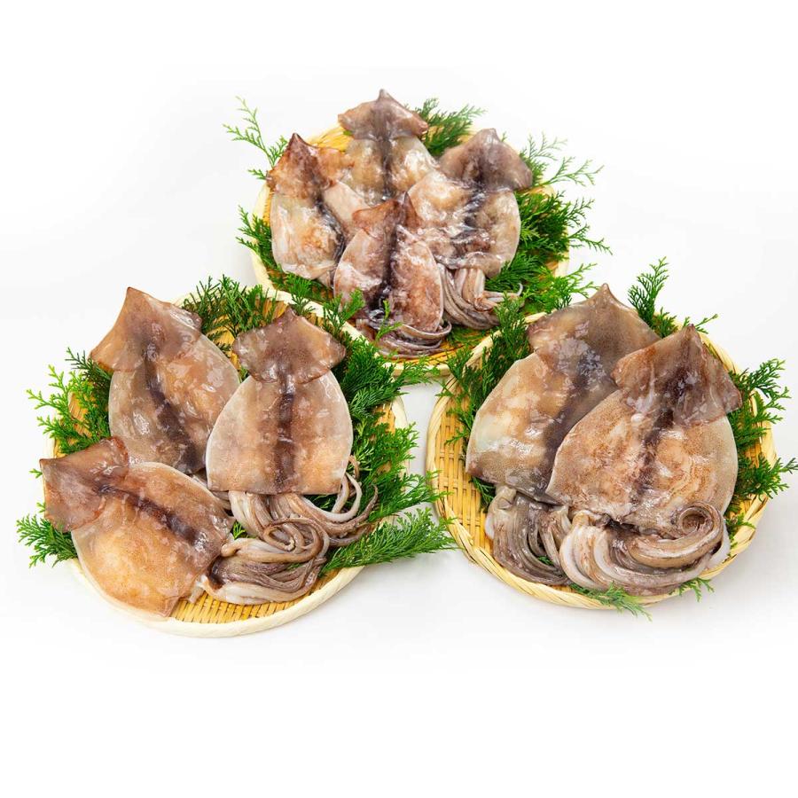 イカ スルメイカ スルメイカ干物 干しイカ 干物 おつまみ とれたて