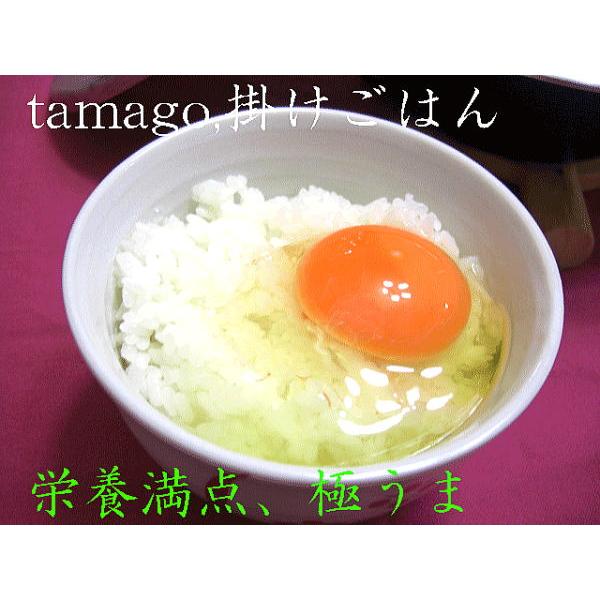 【送料無料】令和7年 新米新潟県産こしいぶき2キログラム×20