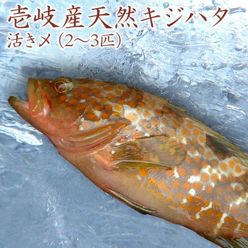 H長崎県 壱岐産 天然キジハタ（あこう）1kg（2-3匹） 鮮魚 生 まるごと 丸魚 きじはた お取り寄せ 水揚げ次第発送 送料込