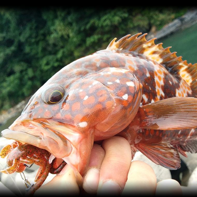 H長崎県 壱岐産 天然キジハタ あこう 1kg 2 3匹 鮮魚 生 まるごと 丸魚 きじはた お取り寄せ 水揚げ次第発送 Akou 壱岐 長崎うまかもん屋 Yahoo店 通販 Yahoo ショッピング