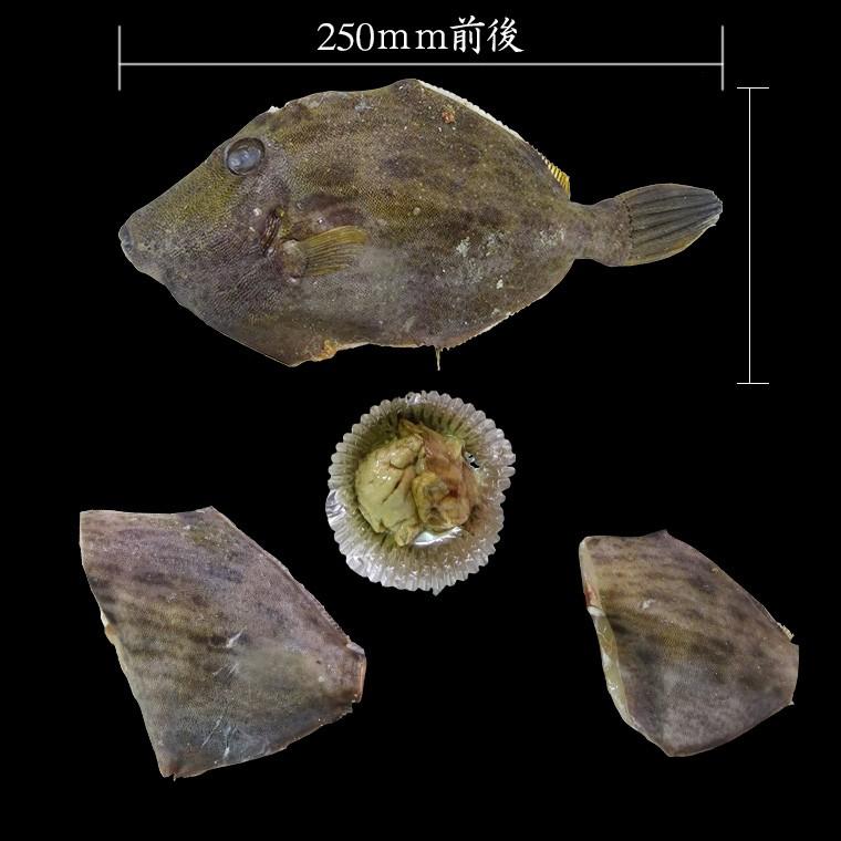 HH 長崎県 壱岐島産 天然本カワハギ 3匹 合計500g前後 冷凍冷蔵便発送　送料込（北海道・沖縄は別途送料）｜umakamonya｜09