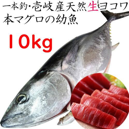 激安本物高評価 天然 まぐろ 店 本マグロ ホンヨコ 生 長崎県 食品 本メジ メジマグロ H 壱岐産 鮪 クロマグロ 生 10kg前後 Maguro 10k 壱岐 長崎うまかもん屋 まるごと 10キロ 1本釣り 魚介類 海産物 鮮魚 ヨコワ クロマグロ 本マグロ