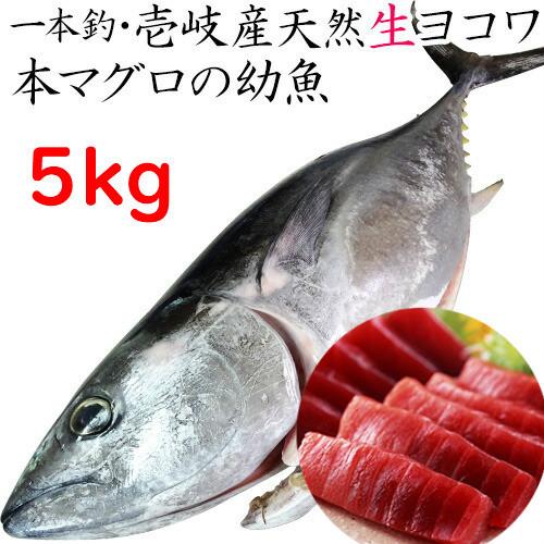 H長崎県 壱岐産 天然 ヨコワ 5キロ 鮮魚 1本釣り メジマグロ 本マグロ クロマグロ ホンヨコ 本メジ まぐろ 鮪 生 まるごと 5kg前後