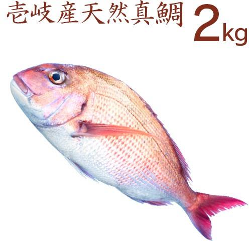 H長崎 壱岐産 天然 真鯛 2kg 鮮魚 下処理代無料 1本釣り 御祝 贈答 お中元 父の日 母の日 刺身 塩焼 タイ茶漬 マダイ たい Tai 2 壱岐 長崎うまかもん屋 Yahoo店 通販 Yahoo ショッピング