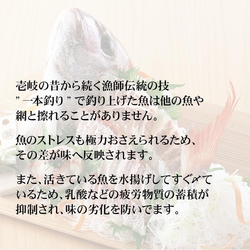 真鯛 天然マダイ 壱岐 長崎 5kg  鮮魚 下処理代無料  1本釣り  湯霜造り 真子 乗っ込み真鯛 桜鯛 御祝 贈答 刺身  塩焼 タイ茶漬 マダイ　H｜umakamonya｜03