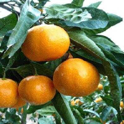 ゼリー フルーツ 田村みかん まるごと 6個 小南農園 和歌山県 6個 送料無料 贈答品 お取り寄せ