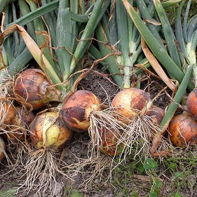 淡路島ソース 玉ねぎソース ドレッシング セット 浜田屋本店 詰合せ