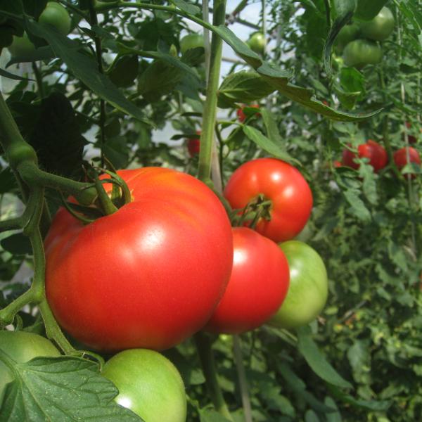 完熟トマトジュース 食塩無添加 ストレート 6本 950ml瓶 谷口農場