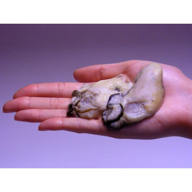 牡蠣（カキ）剥き身 大粒２Ｌサイズ １ｋｇ   広島産生カキ、かき、牡蛎   【送料別】ご贈答に お中元 敬老の日 お歳暮 爆買「爆買」 |  | 02