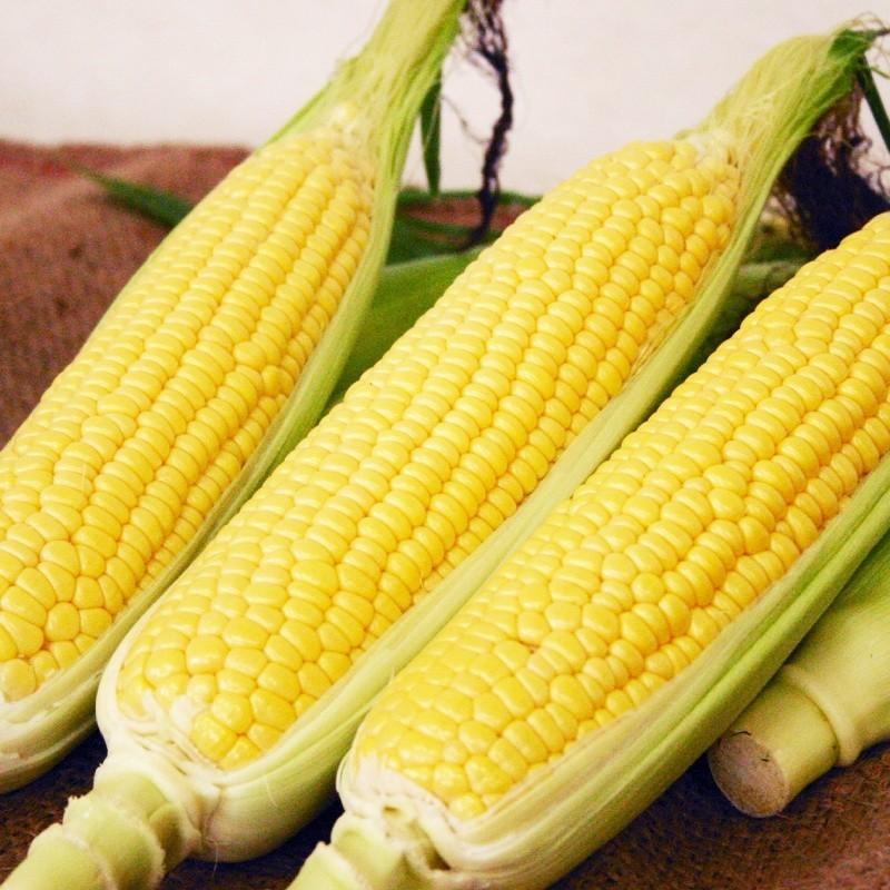 とうもろこし とうもろこし 10本 LLサイズ(1本400g以上)生産農家 朝採り7月末