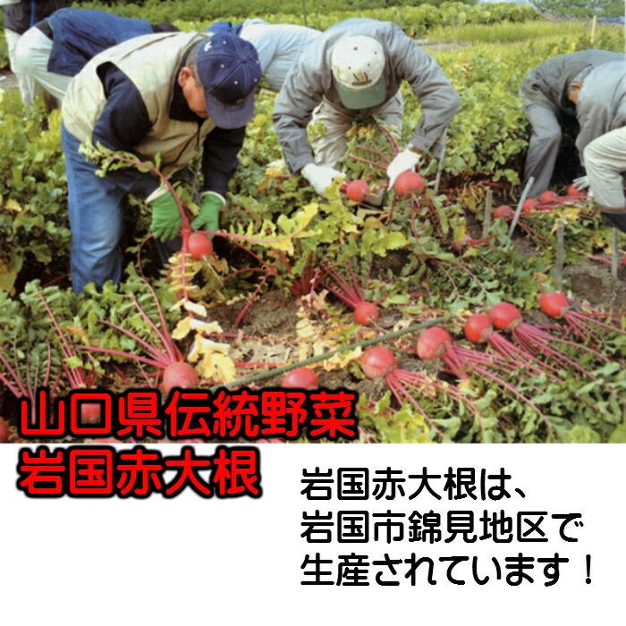 岩国赤大根(大根甘酢漬) 180g2個 ポスト投函 無添加 うまもん  山口県伝統野菜 漬物 |  | 02