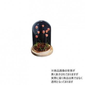 Flower glass dome フラワーガラスドーム 41403 : メイリーヴル - 通販