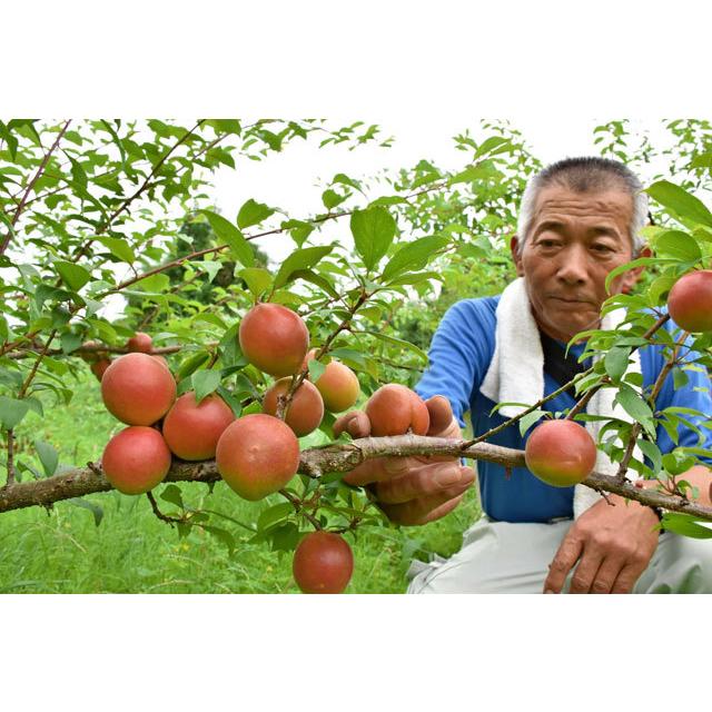 手作り梅ジャム （宮崎県産露茜梅使用） 140g 幻の梅の品種、露茜を