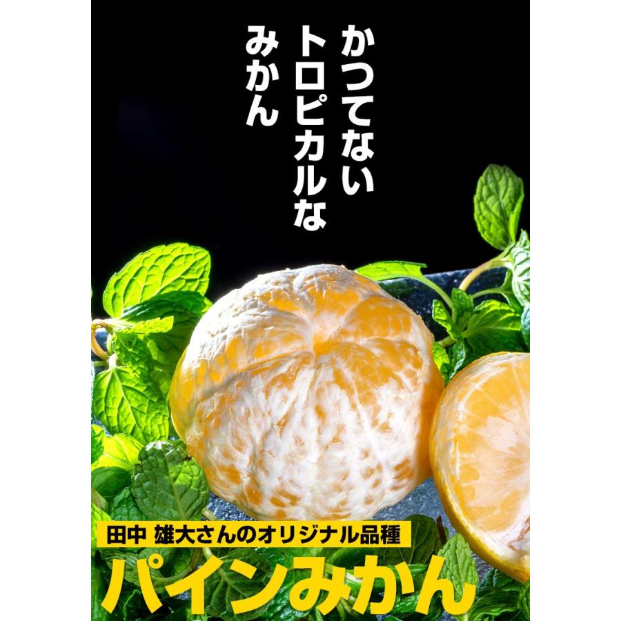 熊本県産 田中雄大さんの パインみかん 約2kg サイズ混合 常温 送料無料 3i いただきマルシェ 通販 Yahoo ショッピング