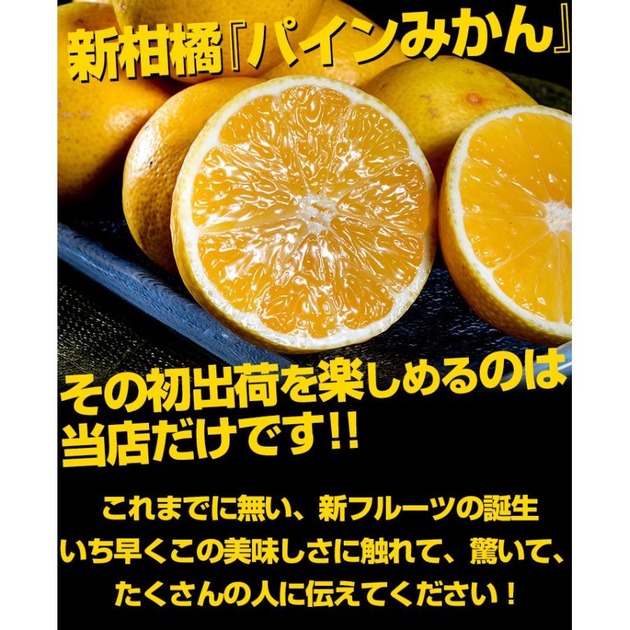 熊本県産 田中雄大さんの パインみかん 約2kg サイズ混合 常温 送料無料 3i いただきマルシェ 通販 Yahoo ショッピング