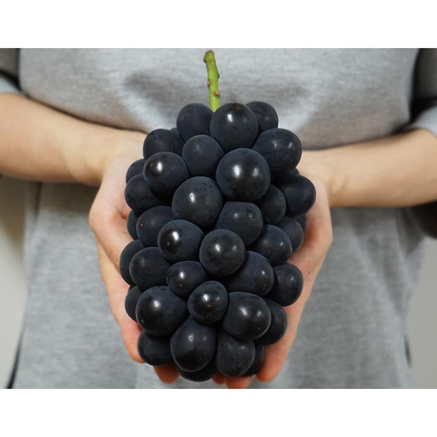 福島県飯坂町 鈴木農園 希少品種 高尾 約1 6kg 2 3房 化粧箱 冷蔵 4z いただきマルシェ 通販 Yahoo ショッピング