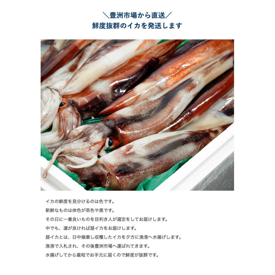 大量消費 夏のスルメイカ 青森 千葉 静岡他 約2kg 冷蔵 豊洲市場直送 送料無料 Asa 1 いただきマルシェ 通販 Yahoo ショッピング