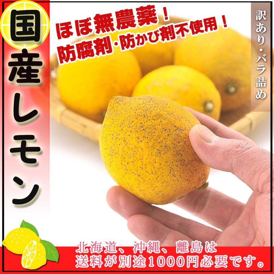 ファクトリーアウトレット 国産 レモン 愛媛県産 減農薬栽培 果物 訳あり 1kg ほぼ無農薬のレモン サイズ未選別 防腐剤 防かび剤不使用 ノーワックス れもん 柑橘類 得トク2WEEKS 無農薬 レモン 国産 訳あり 2kg 送料無料 皮まで食べられる ノーワックス 防腐剤 防カビ剤 不使用 れもん 広島県産 他