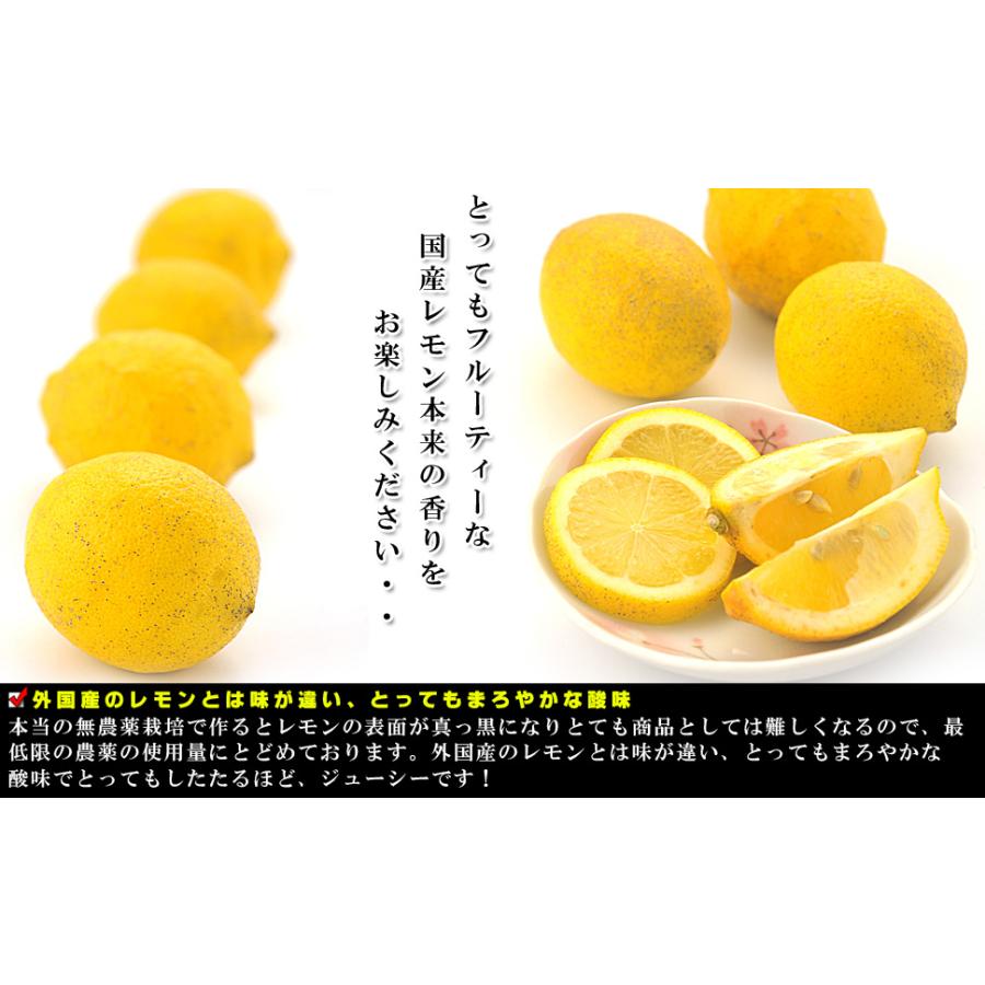 現金特価 国産 レモン 愛媛県産 減農薬栽培 果物 訳あり 2kg ほぼ無農薬のレモン サイズ未選別 防腐剤 防かび剤不使用 ノーワックス れもん 柑橘類 得トク2weeks Aynaelda Com